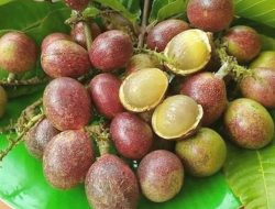 Matoa, Buah Khas Papua yang Kaya Manfaat