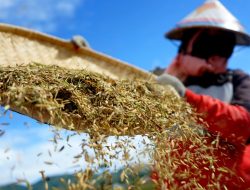 Holding BUMN Pangan Wujud Upaya Ketahanan Pangan Nasional