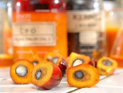 Kebijakan Pelarangan Ekspor CPO Memudahkan Masyarakat Memperoleh Minyak Goreng