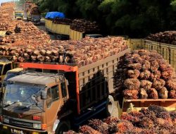 Pembukaan Ekspor CPO Sudah Tepat