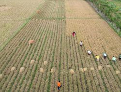 Mengapresiasi Ketahanan Pangan RI Diakui Dunia