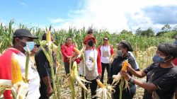 PMI Sukses Memberdayakan Pemuda Papua Giatkan Pertanian