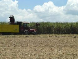 Pemerintah Upayakan Papua Jadi Pusat Produksi Gula