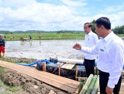 Program Pompanisasi Sawah Mampu Tingkatkan Produksi Beras