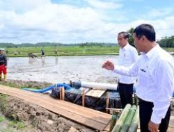 Program Pompanisasi Pemerintah Tingkatkan Produksi Beras di Berbagai Daerah