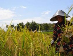 AMANAH Salurkan 50 Ribu Bibit, Dorong Pengembangan Pertanian Modern di Aceh
