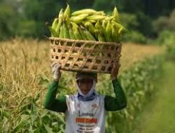 Presiden Prabowo Dorong Food Estate Demi Wujudkan Indonesia sebagai Lumbung Pangan Dunia