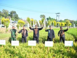 Optimalisasi Lahan Upaya Strategis Pemerintah Wujudkan Swasembada Pangan