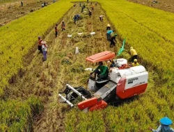 Infrastruktur Pertanian Jadi Fondasi Terwujudnya Swasembada Pangan