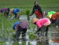 Masyarakat Dorong Keberhasilan Program Swasembada Pangan Pemerintah